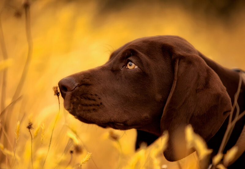 Brown Dog in Field — Calm, Autumn