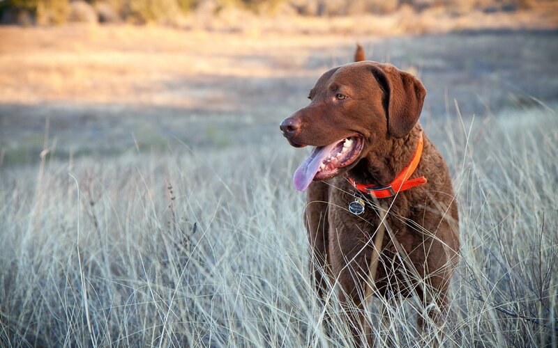 Brown Dog in Field — Calm, Sunset, Photograph