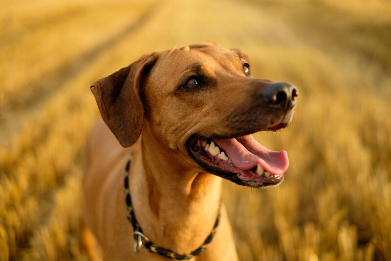 Brown Dog in Field — Calm, Sunset