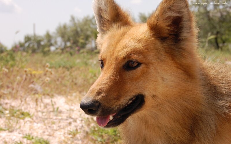 Brown Dog in Field — Calm