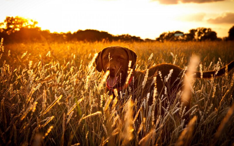 Brown Dog in Field — Gold