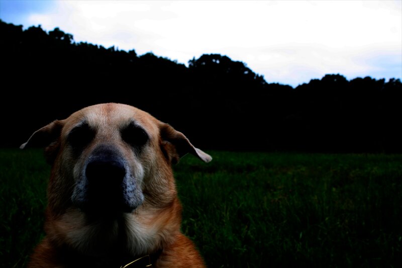 Brown Dog in Field — Green, Dramatic