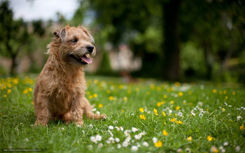 Brown Dog in Field — Green, Peaceful