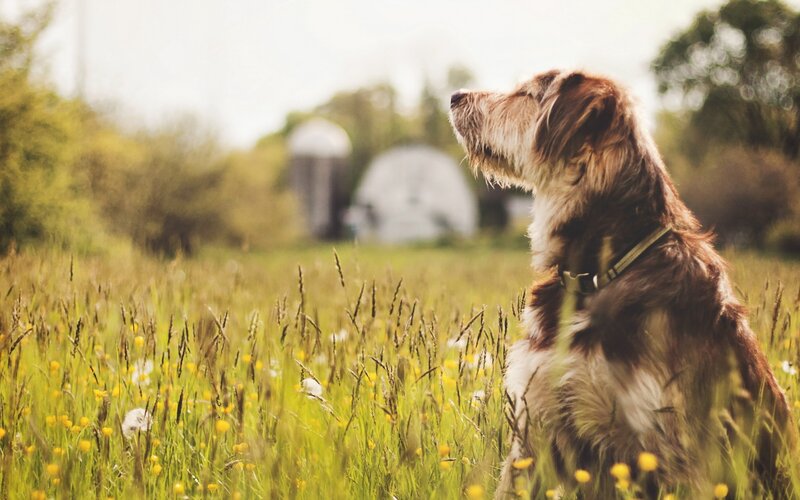 Brown Dog in Field — Green, Serene