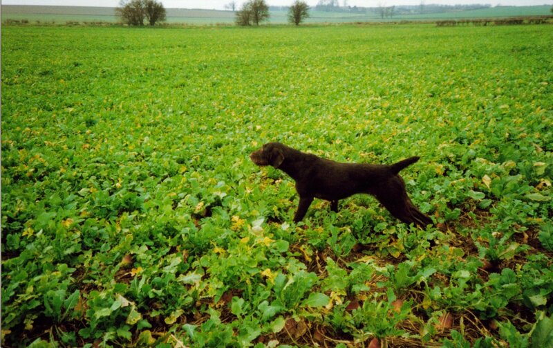 Brown Dog in Field — Green