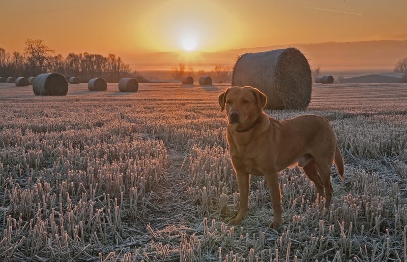Brown Dog in Field — Orange