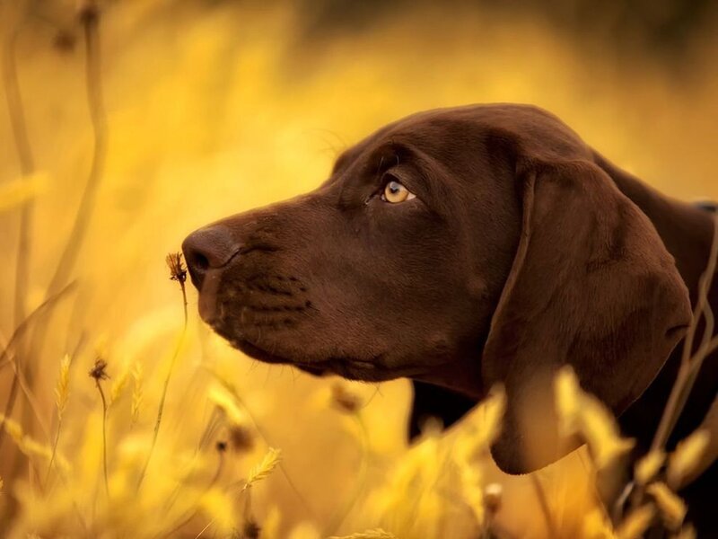 Brown Dog in Field — Yellow, Serene, Afternoon