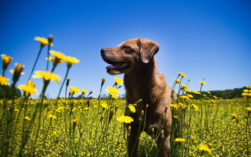 Brown Dog in Field — Yellow, Serene