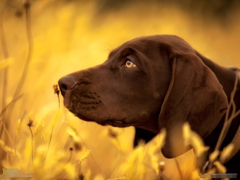 Brown Dog in Field — Yellow