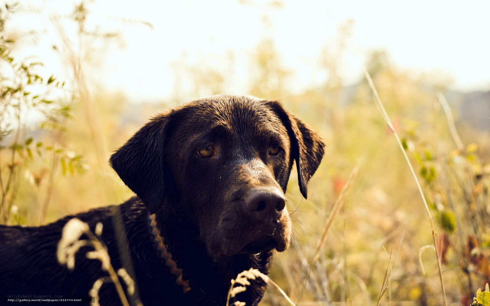 brown dog in field