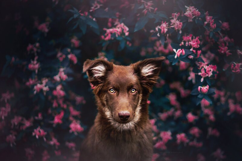Brown Dog in Flowers — Calm
