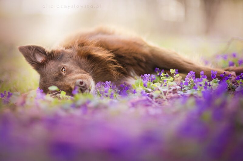 Brown Dog in Flowers — Purple, Serene
