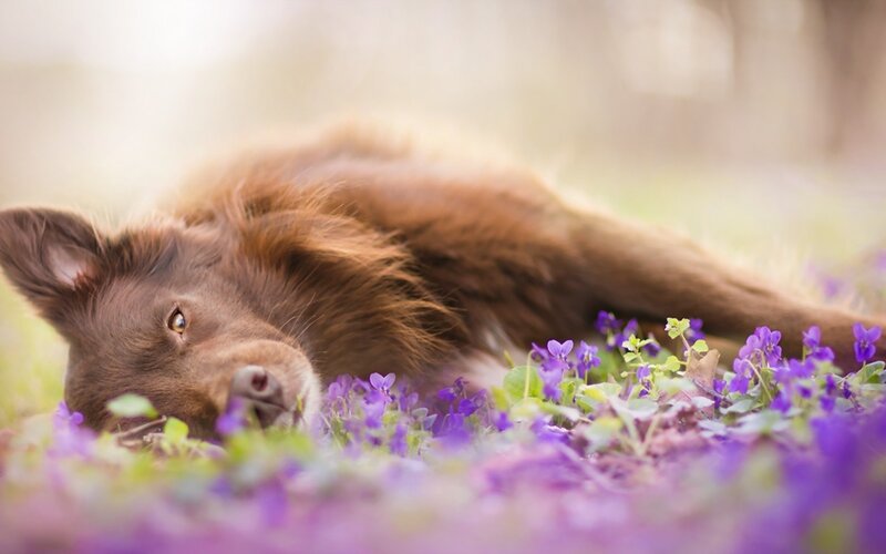 Brown Dog in Flowers — Purple