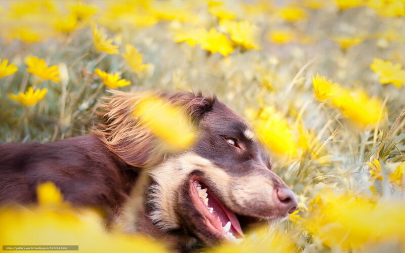 Brown Dog in Flowers — Yellow, Calm