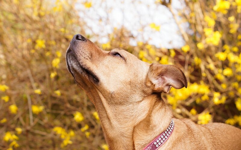 Brown Dog in Flowers — Yellow