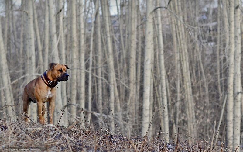 Brown Dog in Forest — Calm, Winter