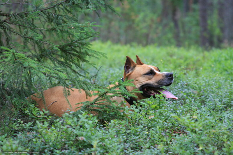 Brown Dog in Forest — Green, Calm, Afternoon