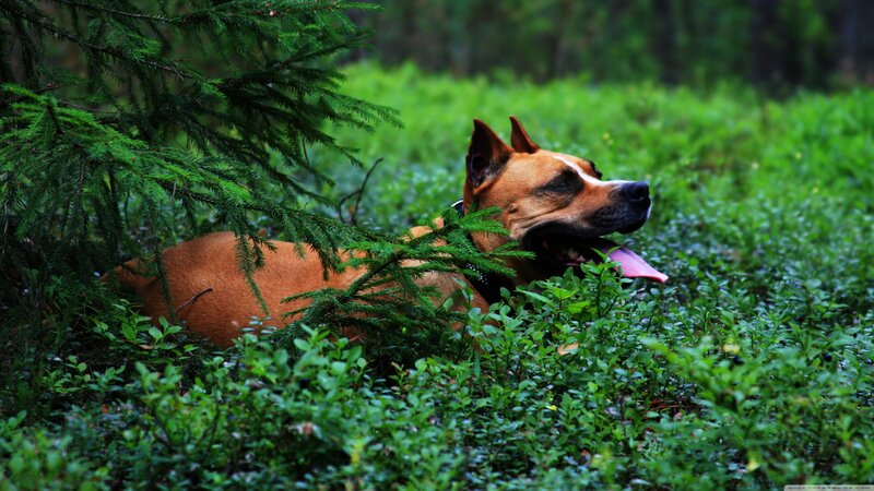 Brown Dog in Forest — Green, Calm