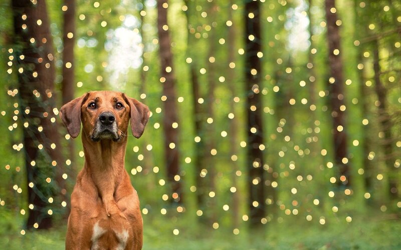 Brown Dog in Forest — Green