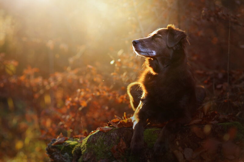 Brown Dog in Forest — Serene, Autumn