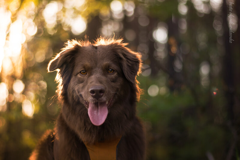 Brown Dog in Forest — Serene, Sunset