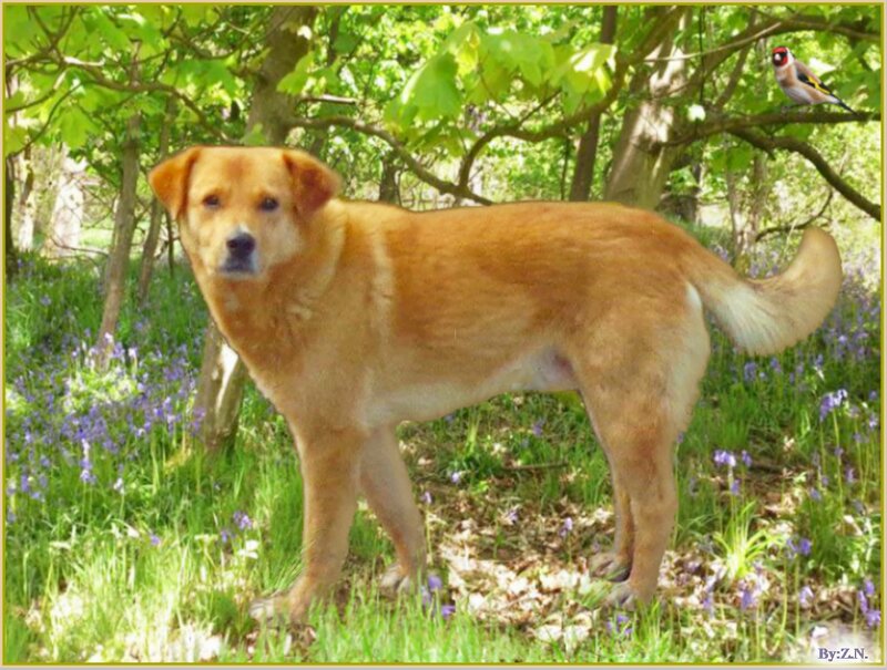 Brown Dog in Forest — Serene
