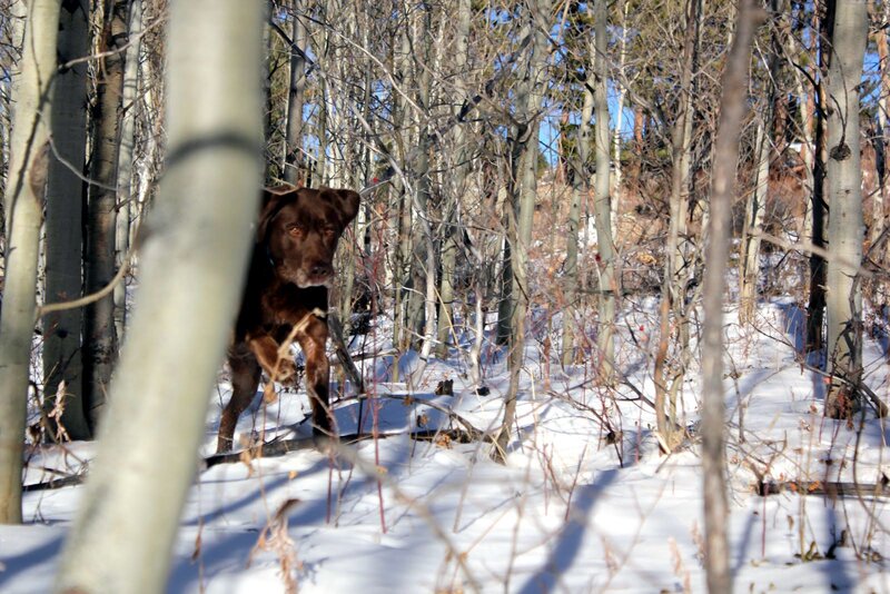Brown Dog in Forest — White