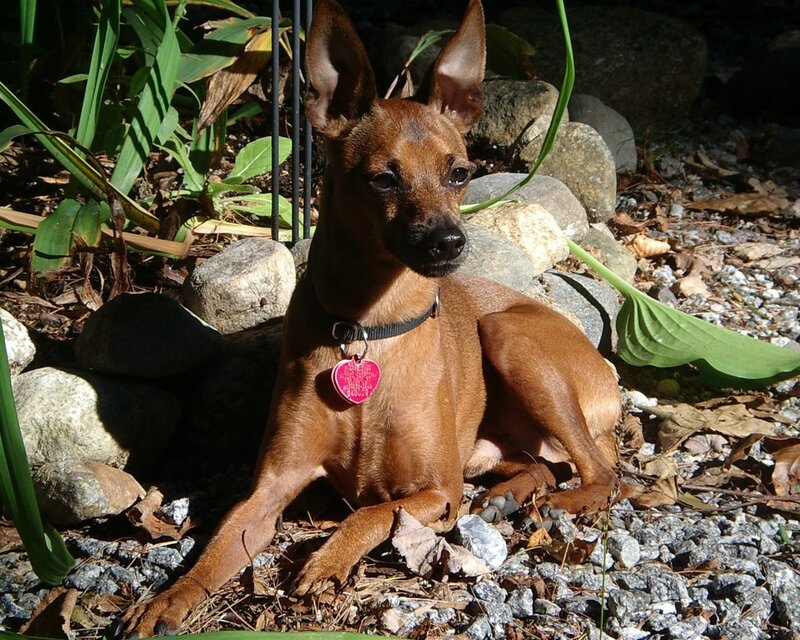 brown dog in garden