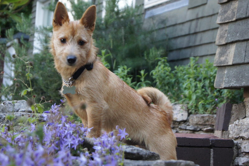 Brown Dog in Garden — Calm
