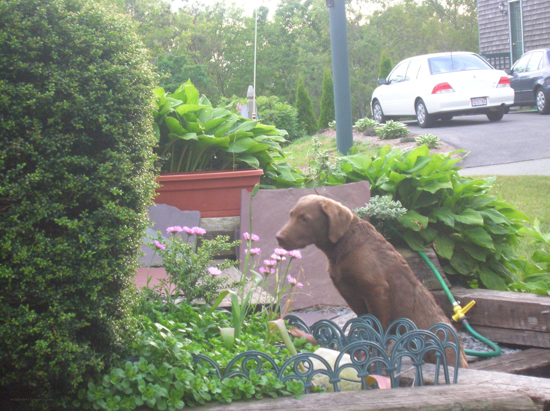 Brown dog in garden