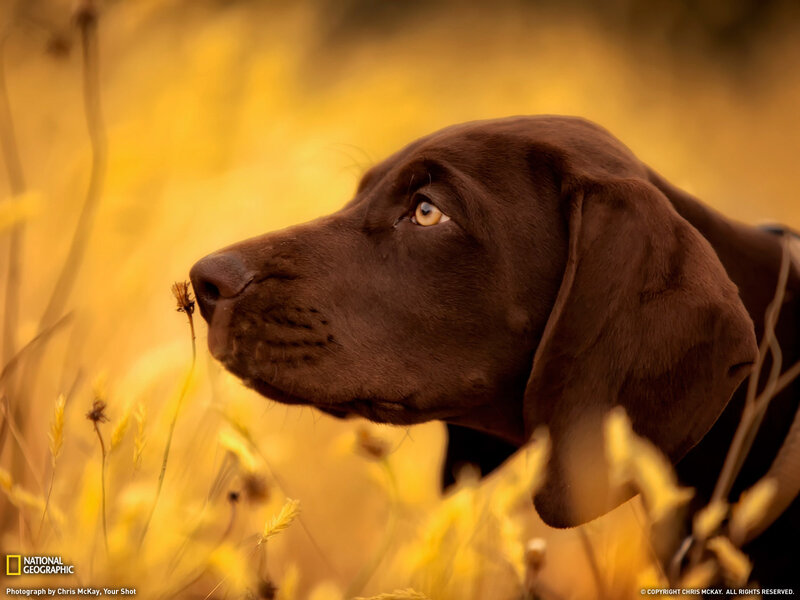 Brown dog in golden field