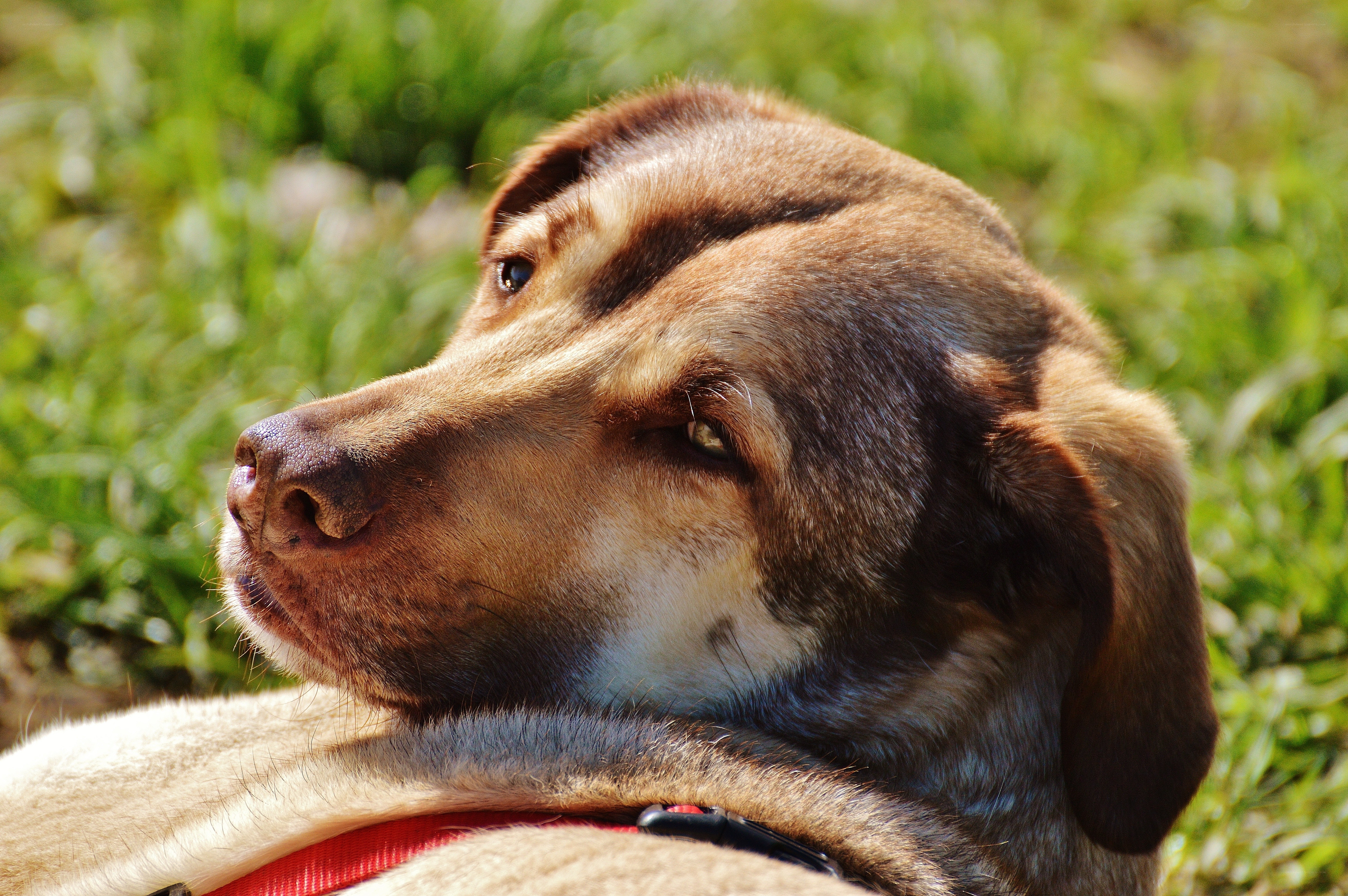 brown dog in grass