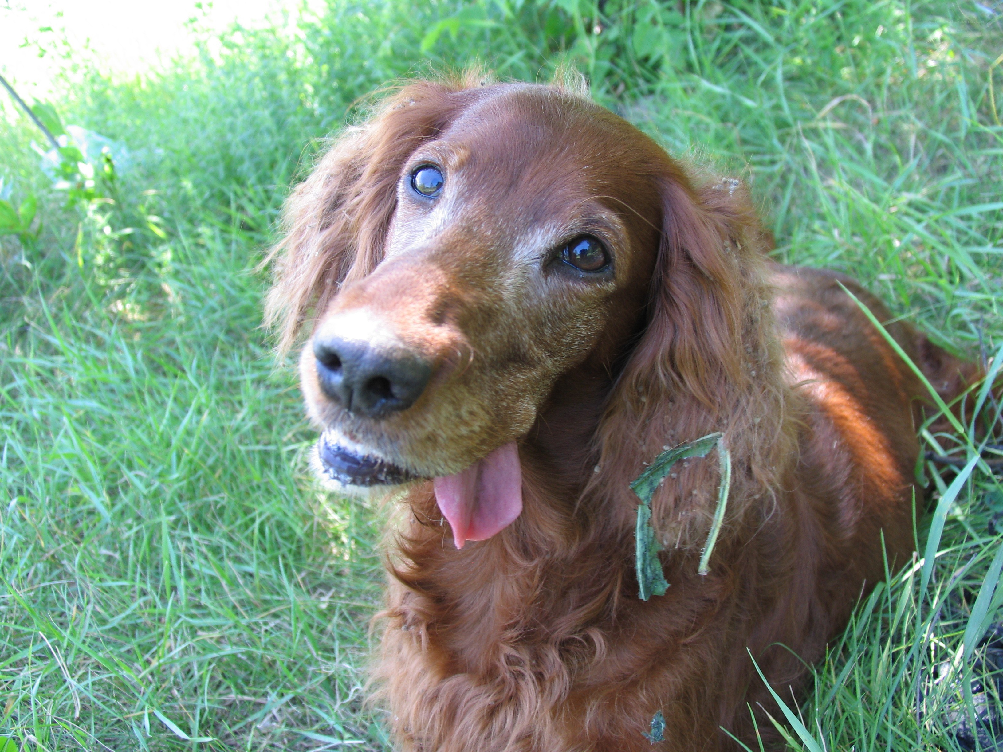 brown dog in grass
