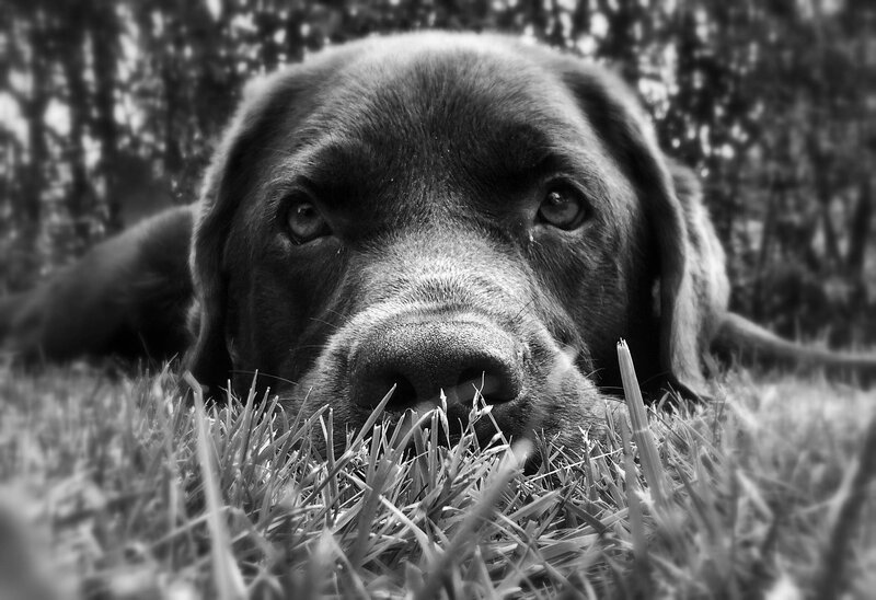 Brown Dog in Grass — Black
