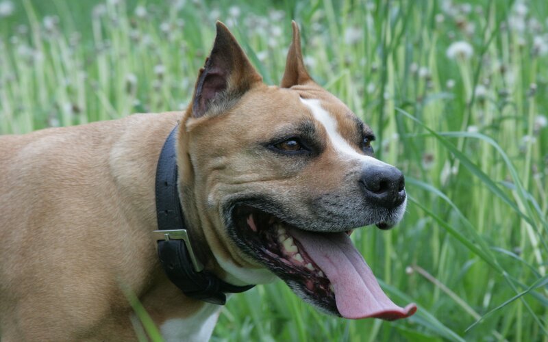 Brown Dog in Grass — Calm, Afternoon, Photograph, Collar, Dandelions