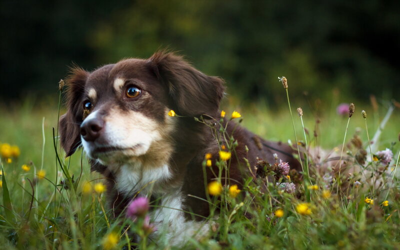 Brown Dog in Grass — Calm, Afternoon, Photograph, Flowers