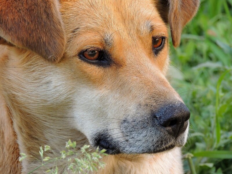 Brown Dog in Grass — Calm, Afternoon, Photograph, Nose
