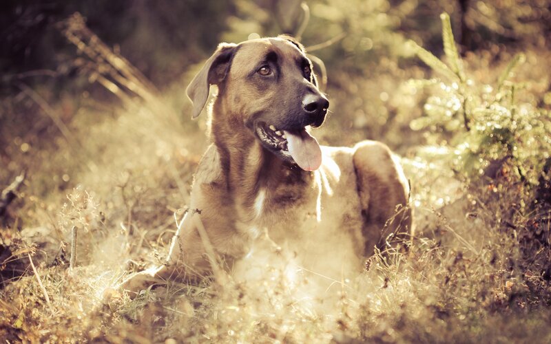 Brown Dog in Grass — Calm, Afternoon, Photograph, Sunlight, Trees