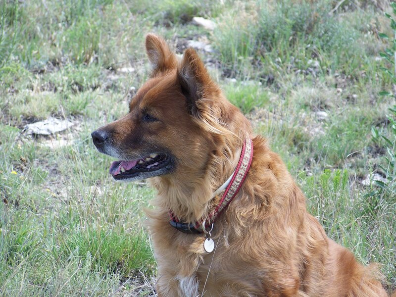 Brown Dog in Grass — Calm, Afternoon