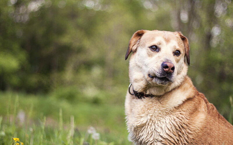 Brown Dog in Grass — Calm, Spring
