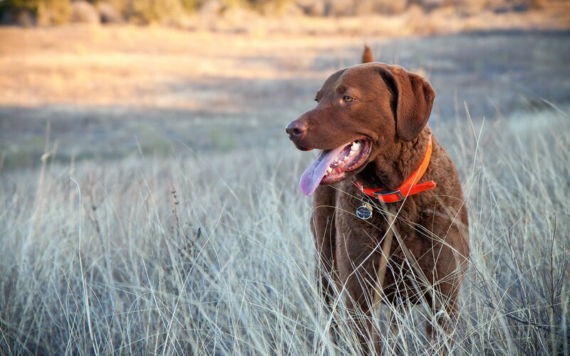 Brown Dog in Grass — Calm, Sunset, Photograph