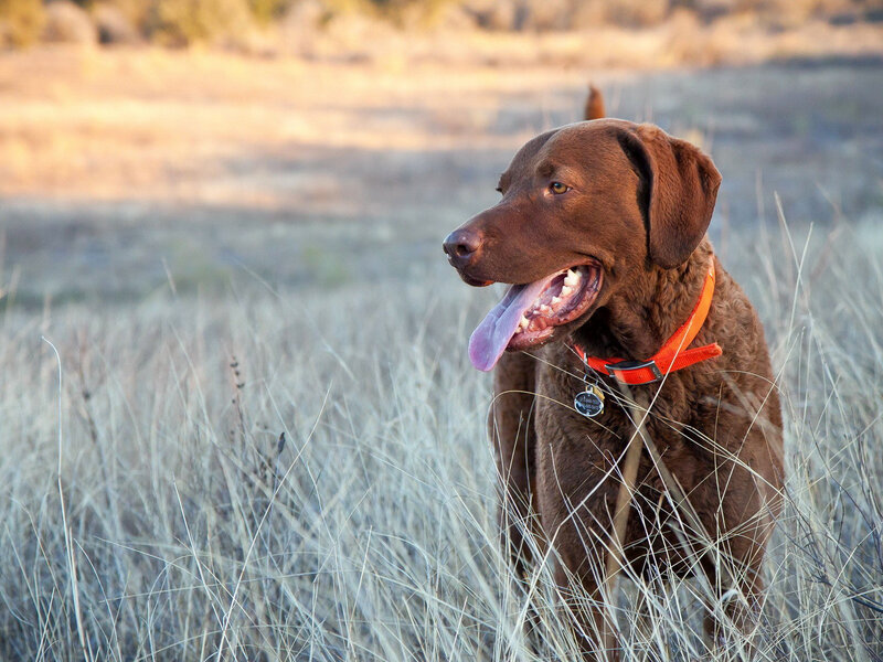 Brown Dog in Grass — Calm, Sunset