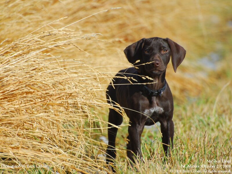 Brown Dog in Grass — Calm