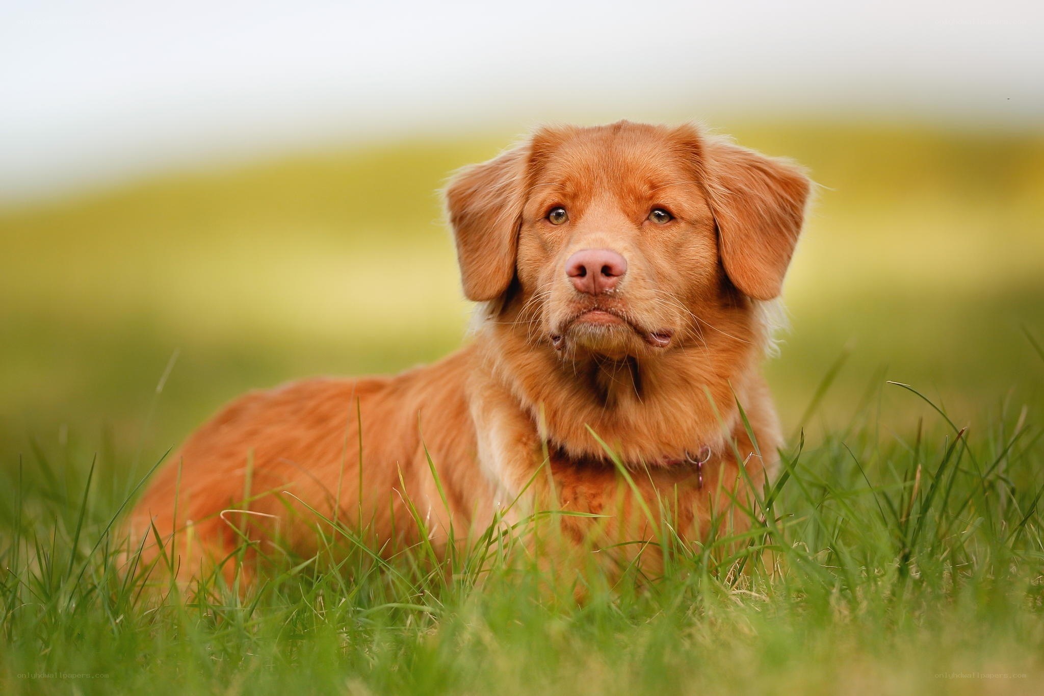 brown dog in grass field