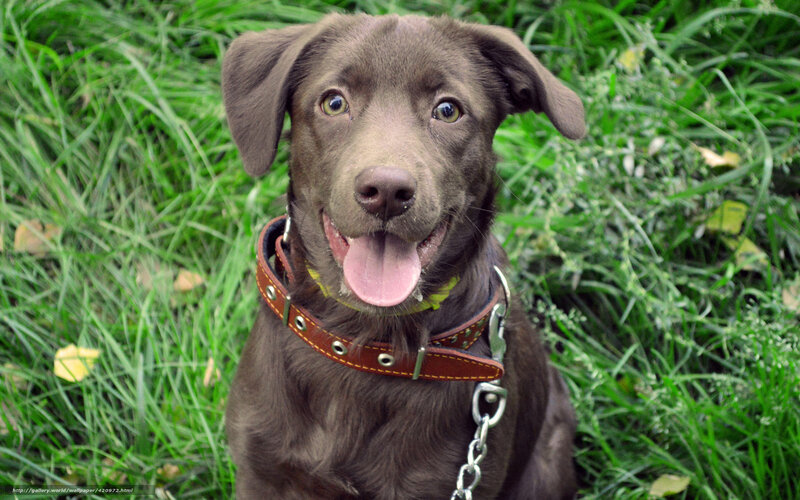 Brown Dog in Grass — Green, Calm, Afternoon, Photograph