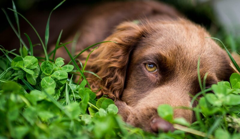 Brown Dog in Grass — Green, Calm, Afternoon