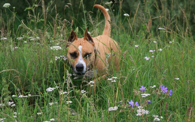 Brown Dog in Grass — Green, Calm, Summer, Photograph