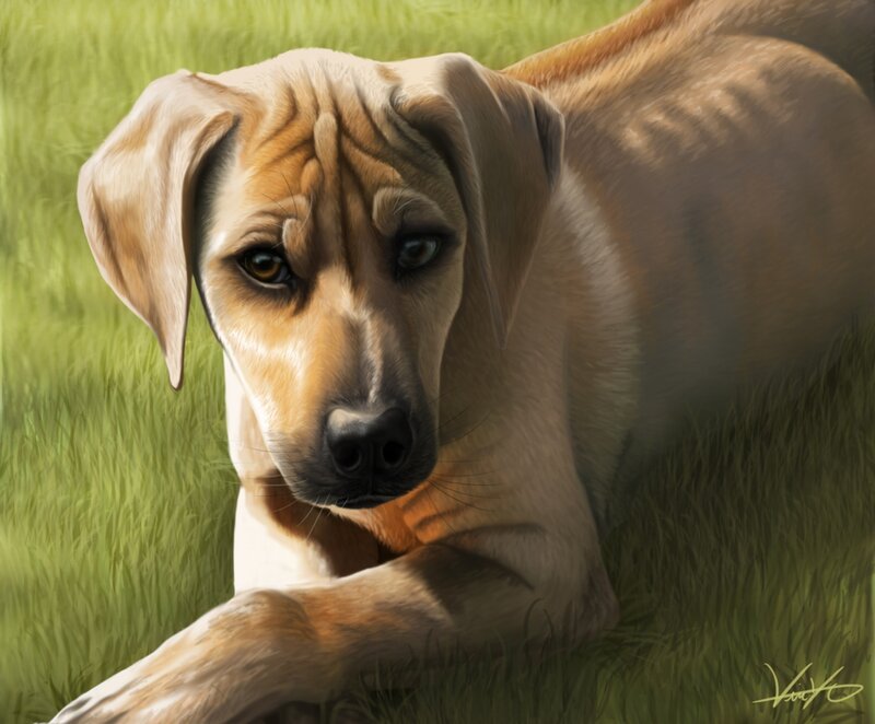 Brown Dog in Grass — Green, Calm