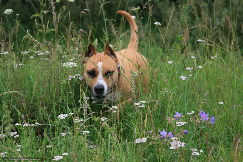 Brown Dog in Grass — Green, Natural