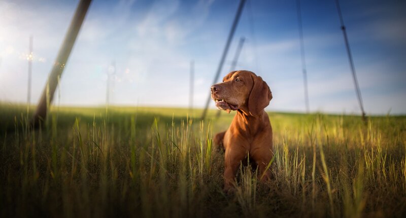Brown Dog in Grass — Green, Serene